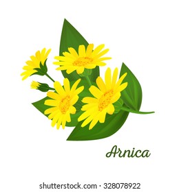 Arnica composition with flowers, buds and leaves. Floral design. Medicinal plant.