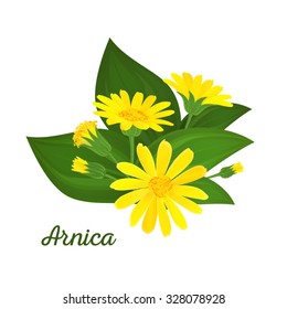 Arnica composition with flowers, buds and leaves. Floral design. Medicinal plant.