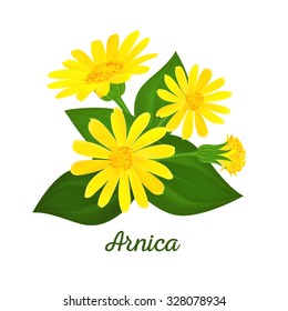 Arnica composition with flowers, buds and leaves. Floral design. Medicinal plant.