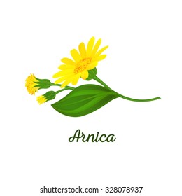 Arnica composition with flowers, buds and leaves. Floral design. Medicinal plant.