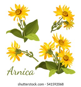 Arnica floral composition. Set of flowers with leaves, buds and branches. Sunflower family yellow botany medical aromatherapy element