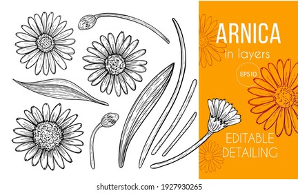 Arnica floral engraving design elements. Set of hand drawn flowers, leaves and buds. Aromatherapy ingredient, herbal, spice, medical, cosmetic item