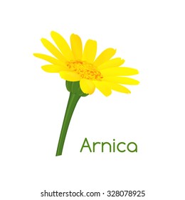 Arnica flower. Floral design. Medicinal plant.