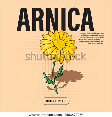 Arnica Flower Premium Vector Clipart High-Quality Illustration for Cooking Branding and Packaging