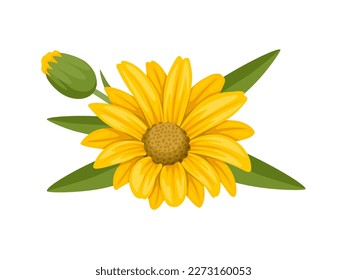 Arnica flower vector illustration, isolated on white background.