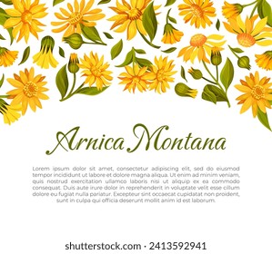 Arnica Herb Nature Banner Design with Meadow Flower Vector Template