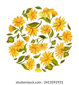 Arnica Herb Nature Round Composition Design with Meadow Flower Vector Template