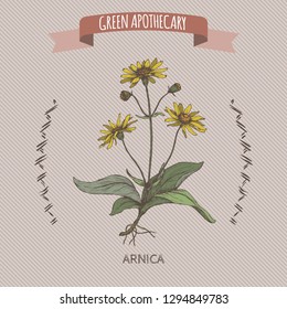 Arnica montana aka mountain tobacco or mountain arnica color sketch. Green apothecary series. Great for traditional medicine, or gardening.