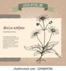Arnica montana aka mountain tobacco or mountain arnica sketch. Green apothecary series. Great for traditional medicine, or gardening.