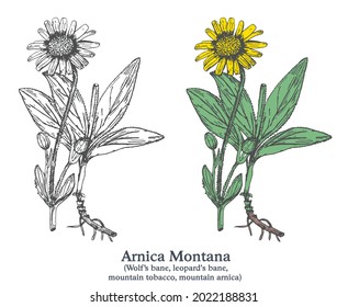 Arnica Montana. Colorful vector hand drawn plant. Vintage medicinal sketch