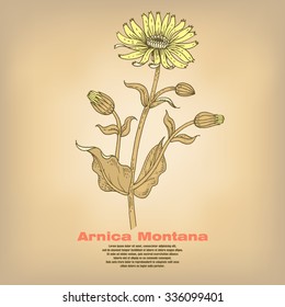 Arnica Montana. Illustration of medical herbs. Isolated image on white background. Vector.