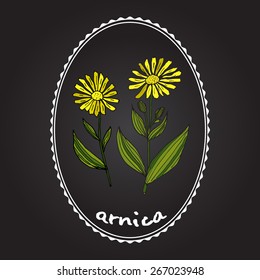 Arnica Montana. Medicinal plant