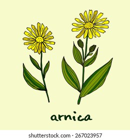 Arnica Montana. Medicinal plant