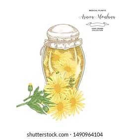 Arnica montana plant. Flowers of arnica and glass jar. Medical hebs collection. Vector illustration botanical.