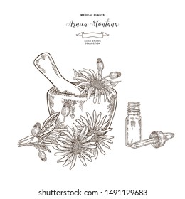 Arnica montana plant. Flowers of arnica with wooden mortar. Medical hebs collection. Vector illustration botanical. Engraving style.