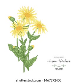 Arnica montana plant. Hand drawn flowers and leaves of arnica. Medical hebs collection. Vector illustration botanical. Vintage engraving.