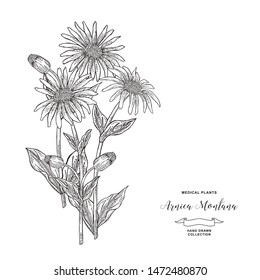 Arnica montana plant. Hand drawn flowers and leaves of arnica. Medical hebs collection. Vector illustration botanical. Vintage engraving.