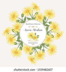 Arnica montana round frame. Flowers and leaves hand drawn. Medical herbs. Vector illustration vintage.