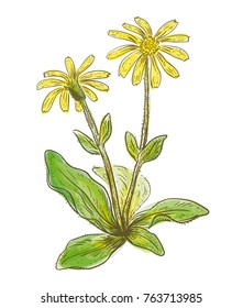 Arnica montana. Vector illustration. Watercolor imitation.