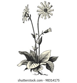 Arnica Montana - vintage engraved illustration - "Dictionnaire encyclopÃ?Â©dique universel illustrÃ?Â©" By Jules Trousset - 1891 Paris