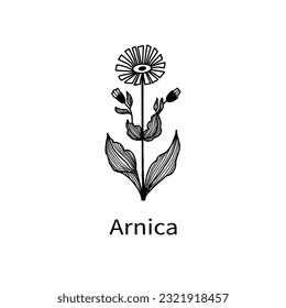 Arnica, sketch vector illustration, isolated on white background. Collection of plants for essential oils