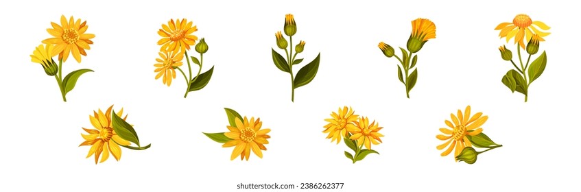 Arnica Yellow Flower Head with Long Ray Florets on Green Stem Vector Set