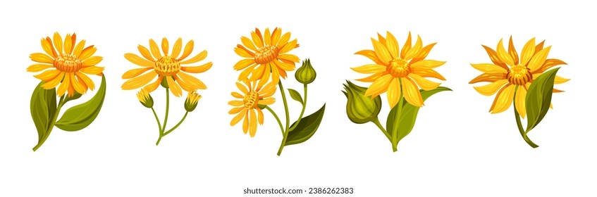 Arnica Yellow Flower Head with Long Ray Florets on Green Stem Vector Set