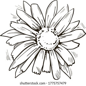 Arnica yellow flower vector illustration.
