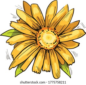 Arnica gelbe Blume, Vektorgrafik. Blühende Blumen und grüne Blätter