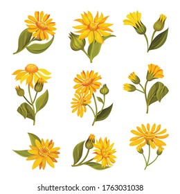 Arnica Yellow or Orange Flower Head with Long Ray Florets on Green Stem Vector Set