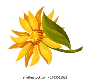 Arnica Yellow or Orange Flower Head with Long Ray Florets on Green Stem Vector Illustration