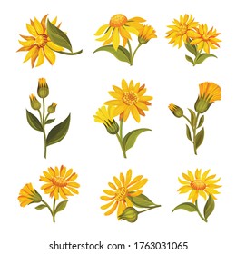 Arnica Yellow or Orange Flower Head with Long Ray Florets on Green Stem Vector Set