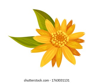 Arnica Yellow or Orange Flower Head with Long Ray Florets on Green Stem Vector Illustration