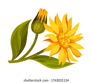 Arnica Yellow or Orange Flower Head with Long Ray Florets on Green Stem Vector Illustration