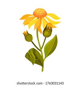 Arnica Yellow or Orange Flower Head with Long Ray Florets on Green Stem Vector Illustration