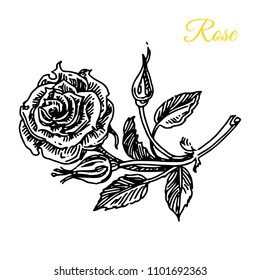 Aroma flowers. Rose. Engraving style. Vector illustration.