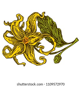 Aroma flowers. Ylang ylang. Color. Engraving style. Vector illustration.