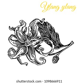 Aroma flowers. Ylang ylang. Engraving style. Vector ilustration.