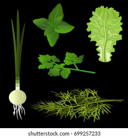 Aroma herbs and green vegetables. Vector illustration
