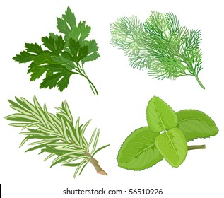 Aroma herbs. Vector.