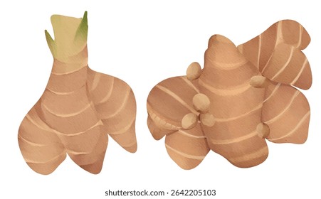 Aromartic Ginger Root Spice Herb, Kaempferia galanga, Aromatic Galangal, sand ginger, cutcherry for Culinary and Food Illustration