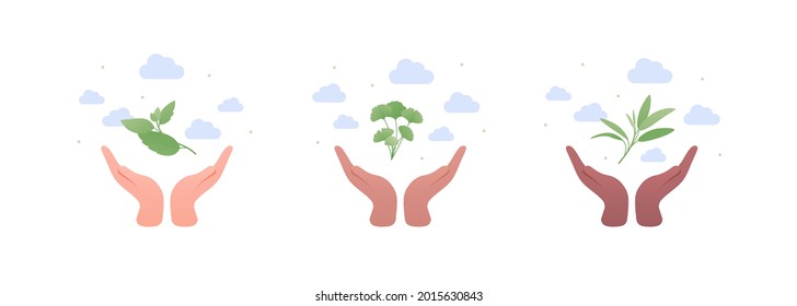 Aromatherapy and herbal medicine concept. Vector flat illustration. Different ethnic human hand hold sage, peppermint and ginkgo leaves isolated on white background. Design element
