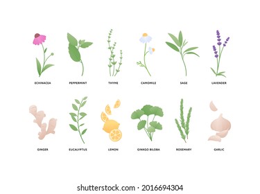 Aromatherapy and herbal medicine concept. Vector flat illustration set. Collection of different dryed herb leaves isolated on white background. Design element
