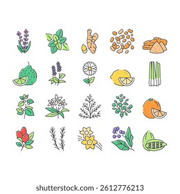 Aromatherapy Herbs Collection Icons Set Vector. Lavender And Peppermint, Ginger And Frankincense, Patchouli And Chamomile Aromatherapy Color Contour Illustrations