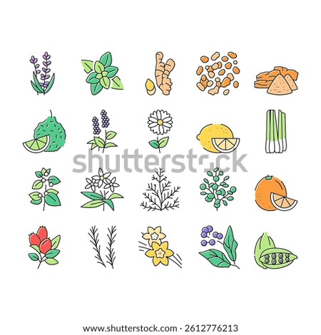 Aromatherapy Herbs Collection Icons Set Vector. Lavender And Peppermint, Ginger And Frankincense, Patchouli And Chamomile Aromatherapy Color Contour Illustrations
