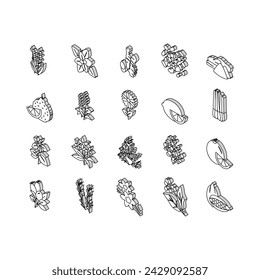 Aromatherapy Herbs Collection isometric icons set. Lavender And Peppermint, Ginger And Frankincense, Patchouli And Chamomile Aromatherapy Color Contour .