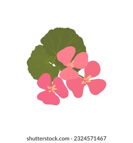 Aromatherapy herbs for essential oils collection