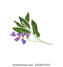 Aromatherapy herbs for essential oils collection