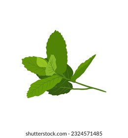 Aromatherapy herbs for essential oils collection