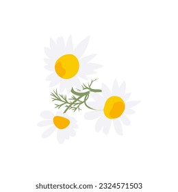 Aromatherapie-Kräuter für die Sammlung ätherischer Öle